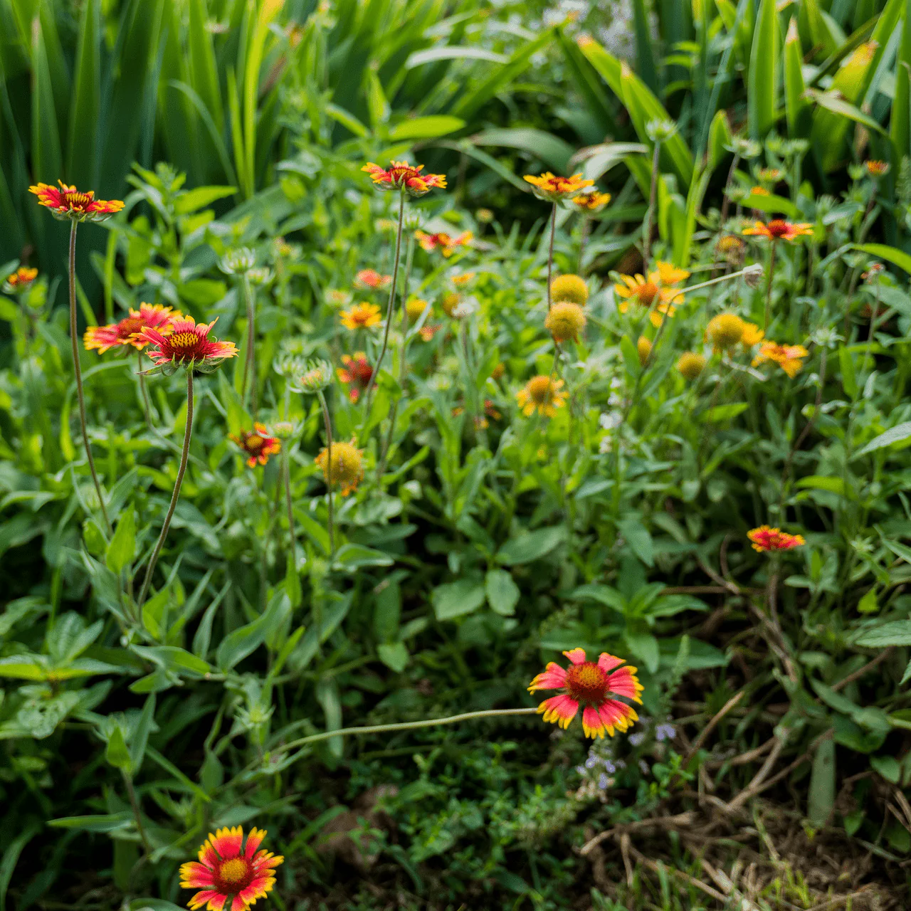 Blanket Flower (Gaillardia aristata) - Image 5