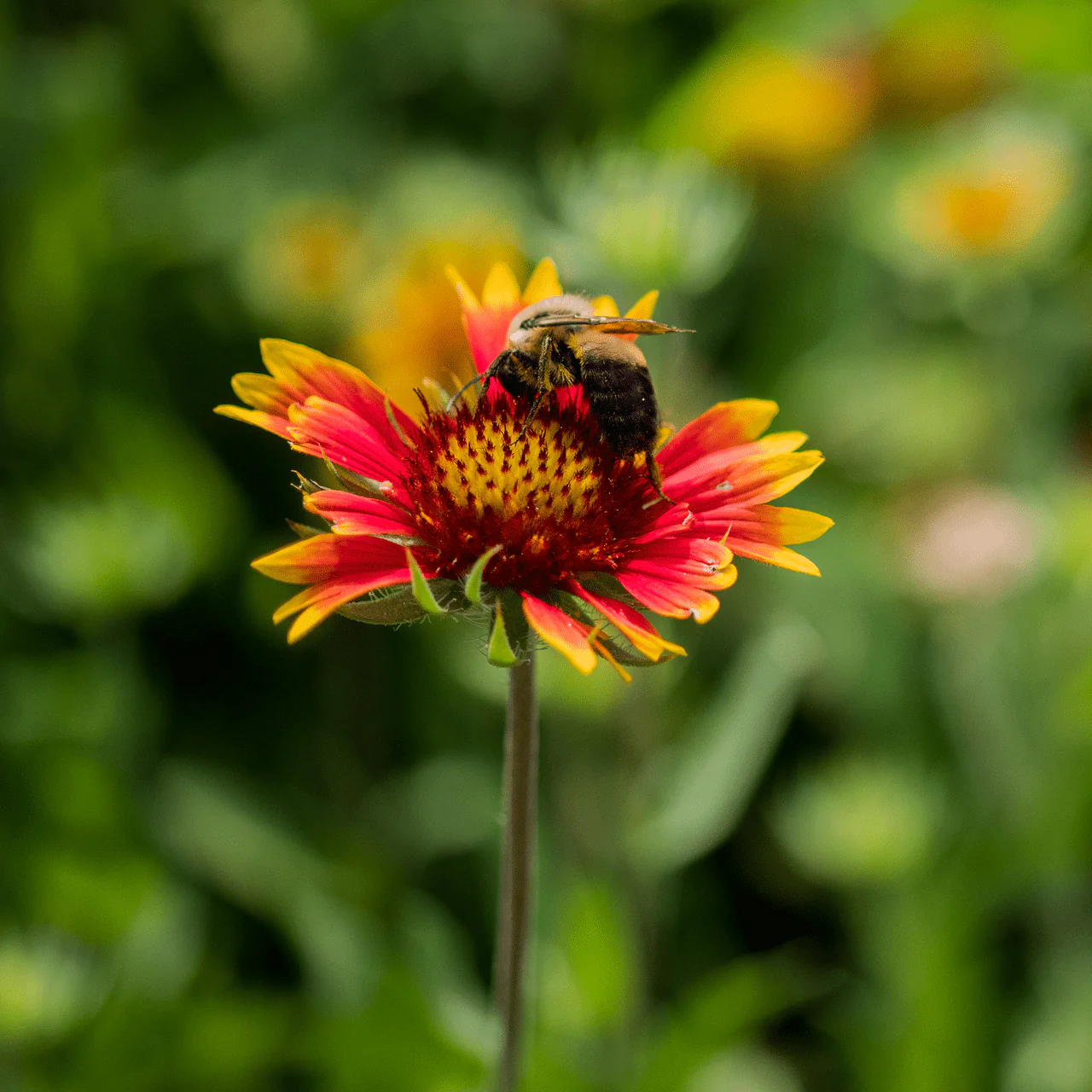 Blanket Flower Seeds (Gaillardia aristata) - Image 3