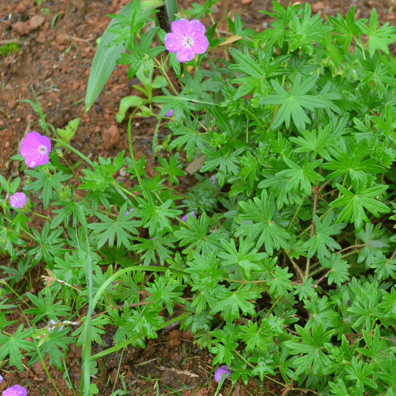 Bloody Geranium (Geranium sanguineum) - Image 2