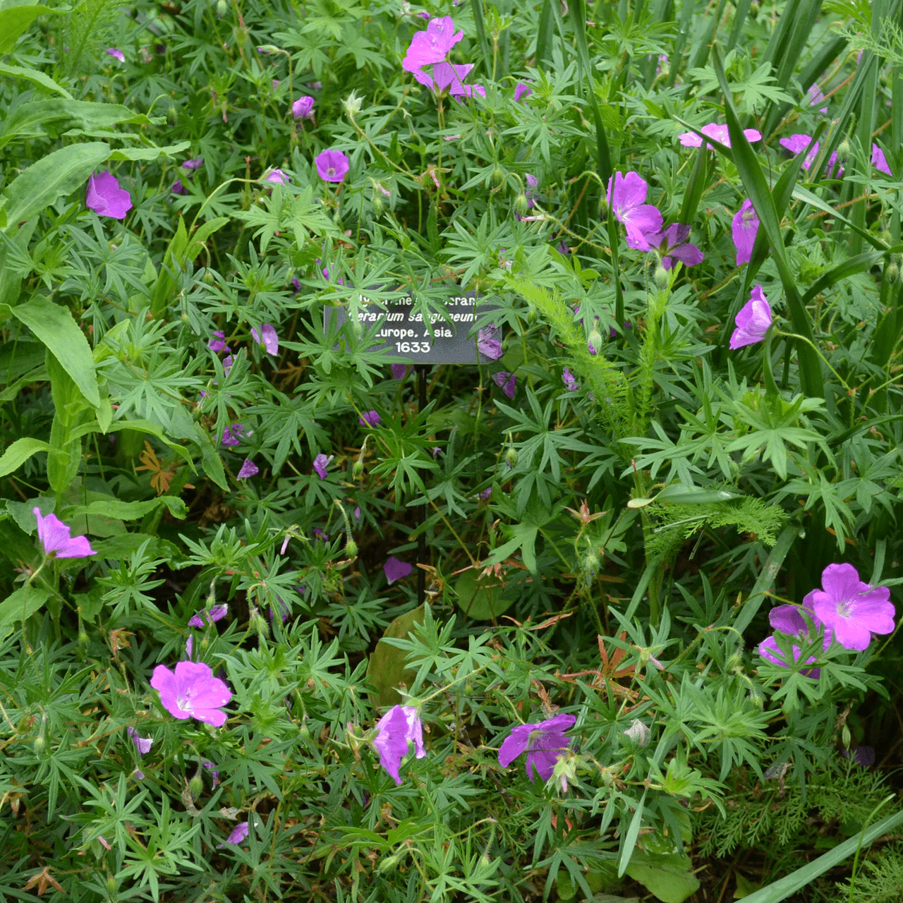 Bloody Geranium (Geranium sanguineum) - Image 3