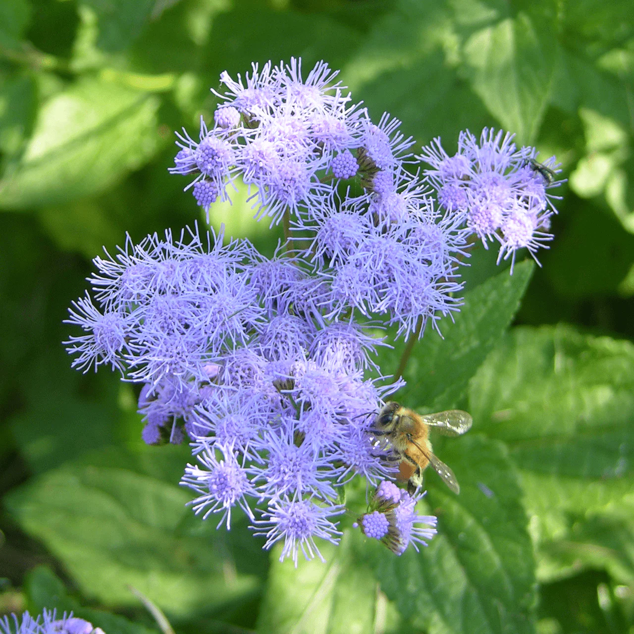 Blue Mist Flower (Conoclinium coelestinum)