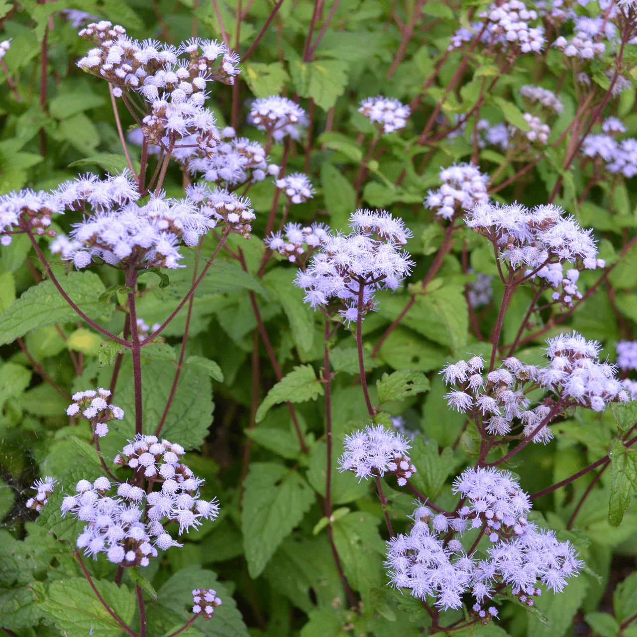 Blue Mist Flower (Conoclinium coelestinum) - Image 3