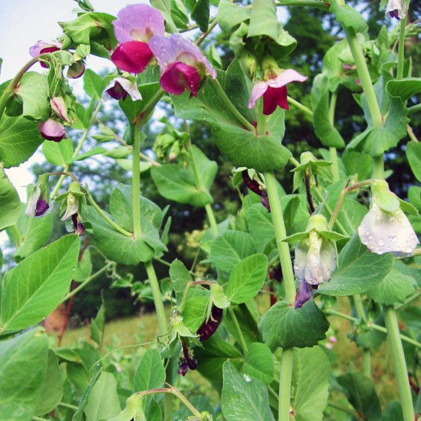 Blue-podded Capucijner Pea Seeds (Pisum sativum cv.) - Image 3