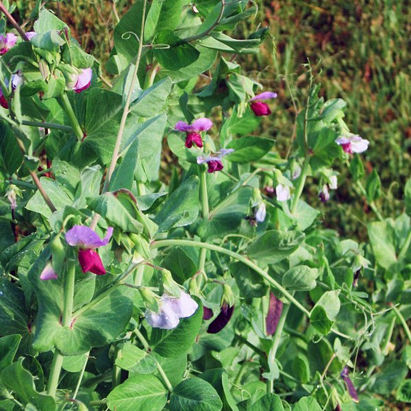 Blue-podded Capucijner Pea Seeds (Pisum sativum cv.) - Image 4