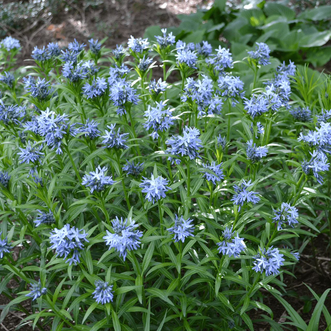 Blue Star (Amsonia tabernaemontana) - Image 2