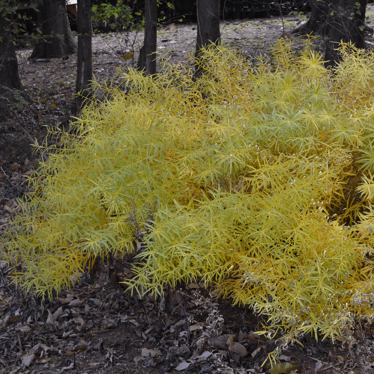 Blue Star (Amsonia tabernaemontana) - Image 3