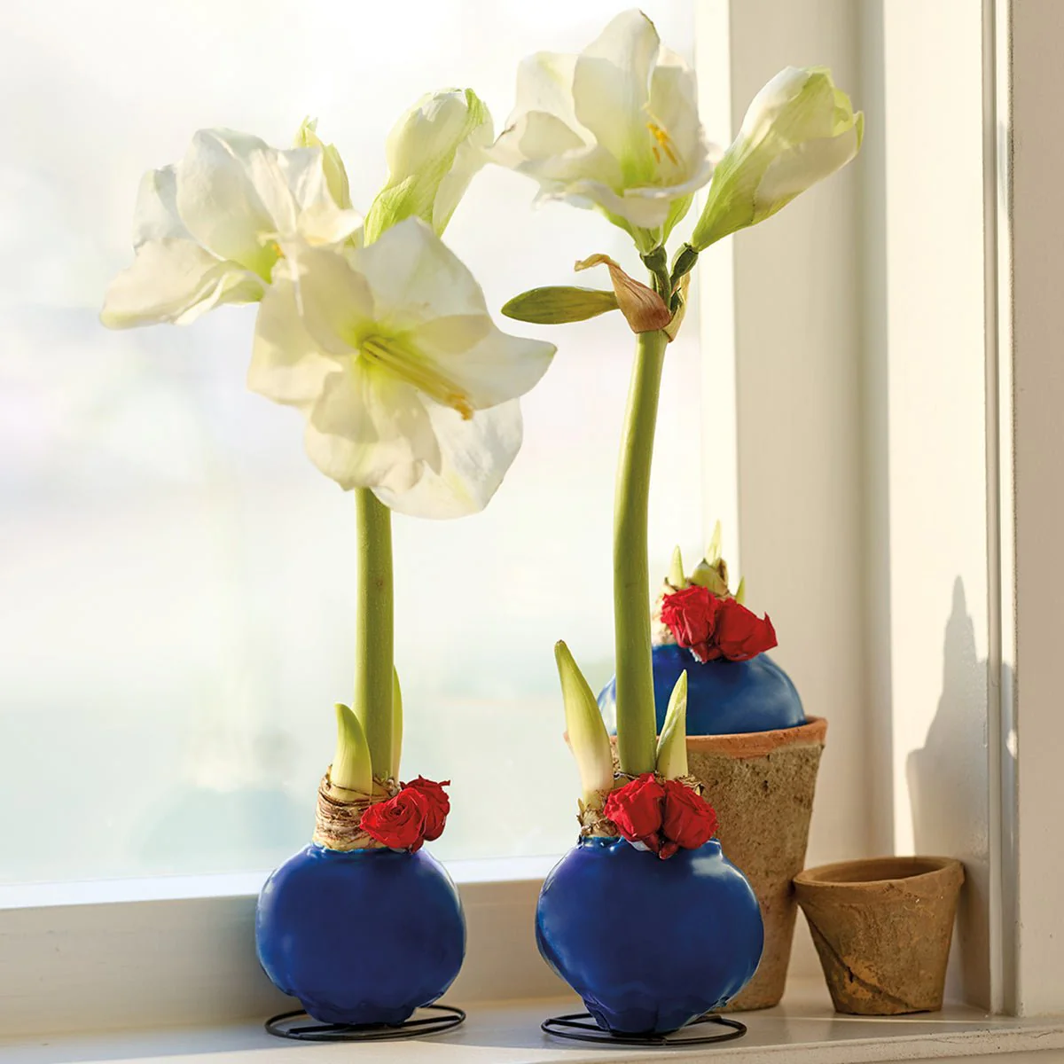 Monticello Amaryllis Bulb with Roses - Image 3