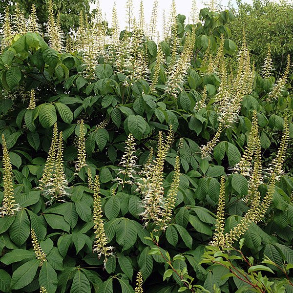 Bottlebrush Buckeye (Aesculus parviflora) - Image 2