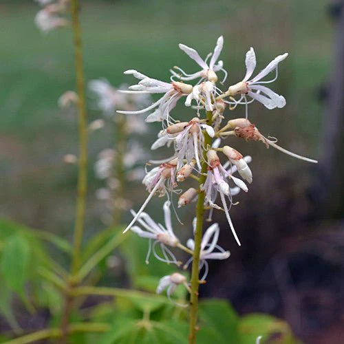 Bottlebrush Buckeye (Aesculus parviflora) - Image 3