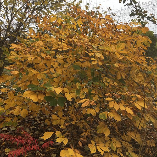 Bottlebrush Buckeye (Aesculus parviflora) - Image 4