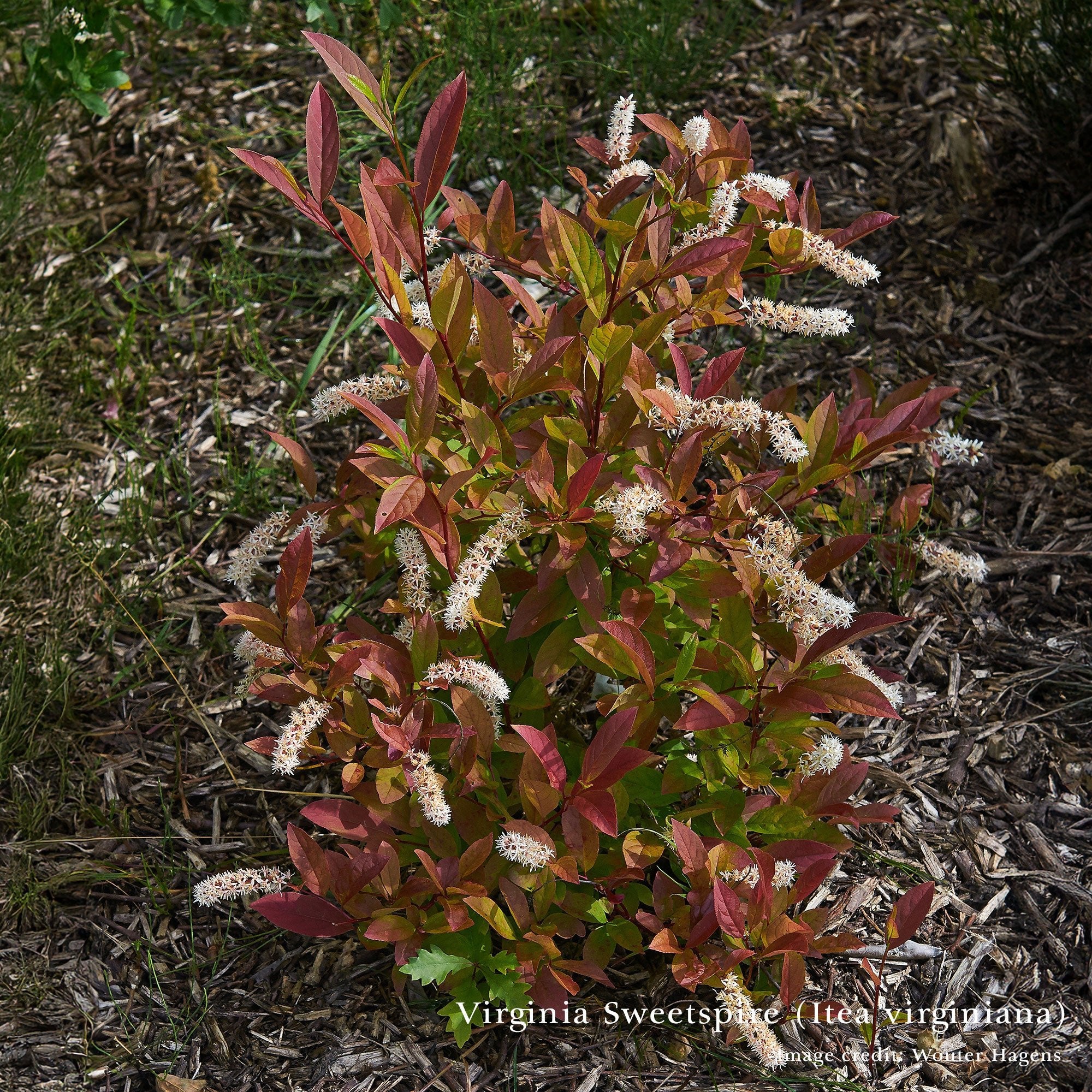 Bare Root Birds and Bees Woody Pollinator Pack - Image 4