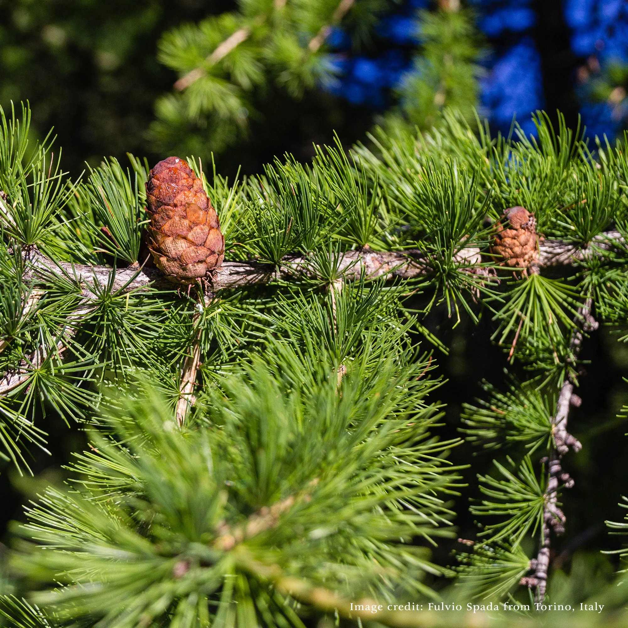 Bare Root European or Common Larch (Larix decidua) - Image 3