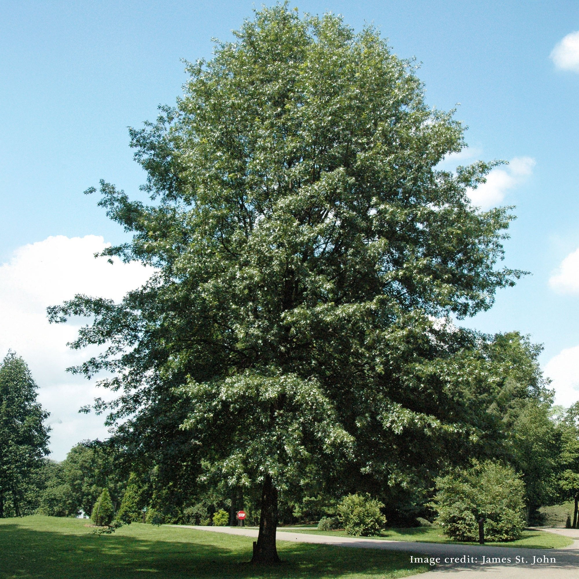 Bare Root Scarlet Oak (Quercus coccinea)