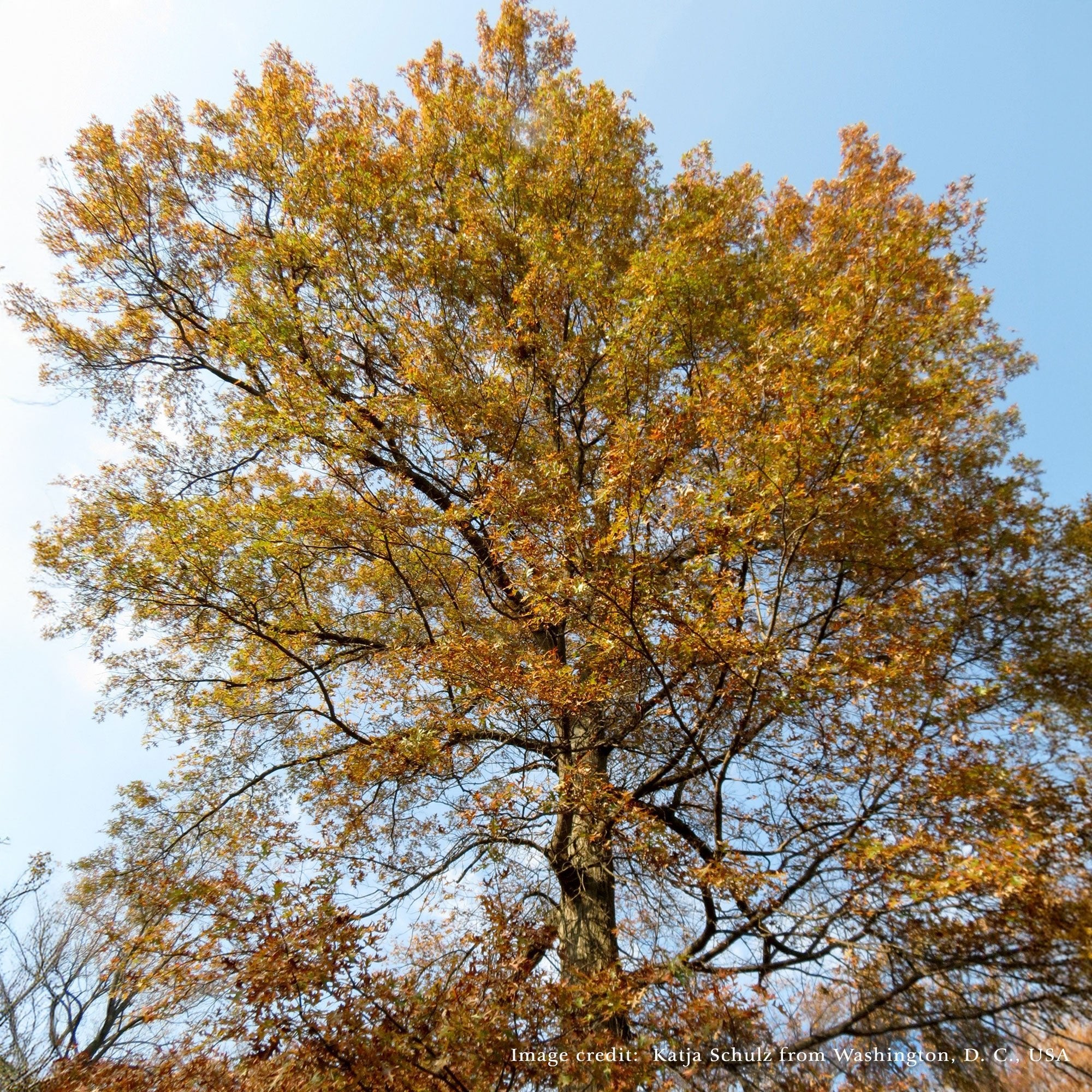 Bare Root Scarlet Oak (Quercus coccinea) - Image 2
