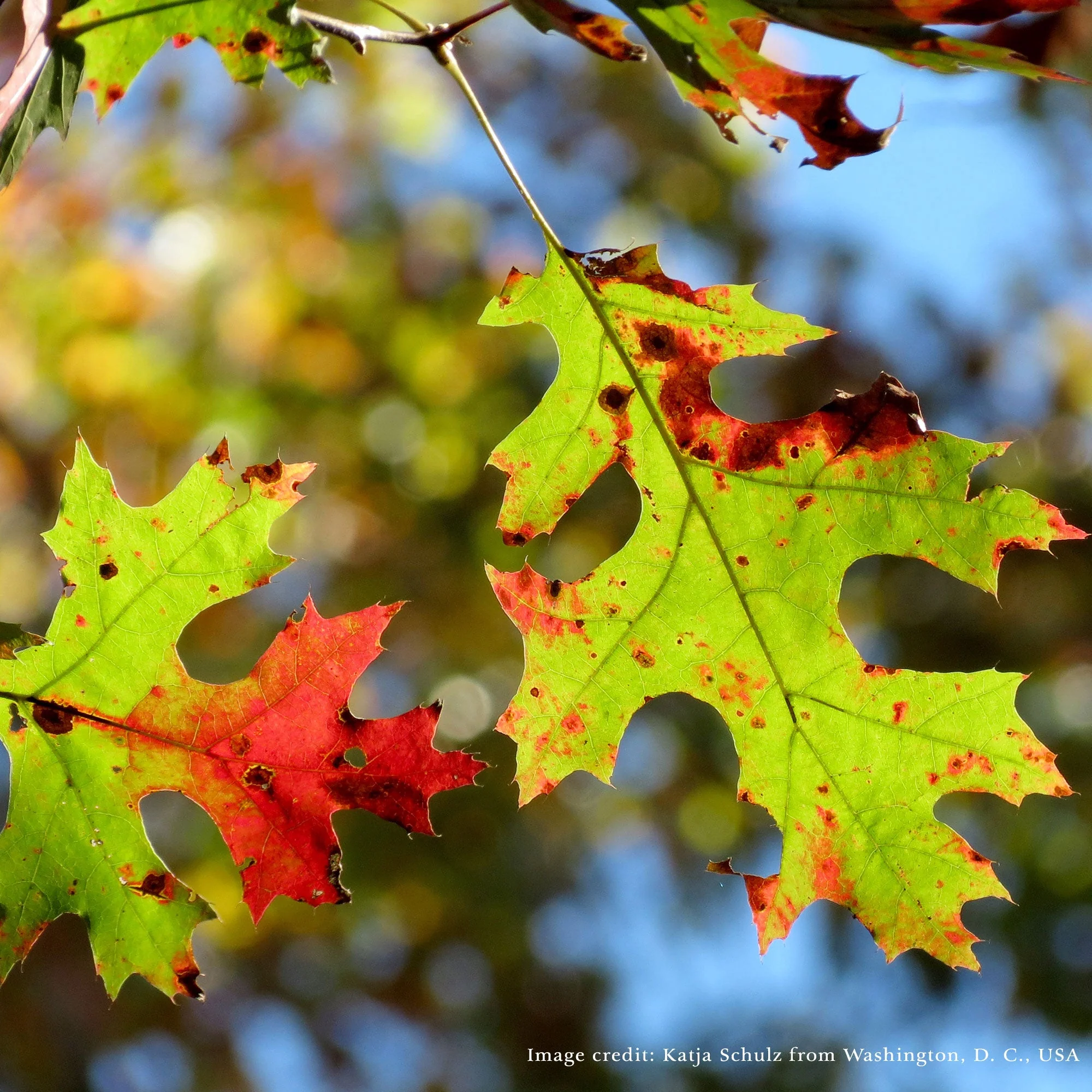 Bare Root Scarlet Oak (Quercus coccinea) - Image 3