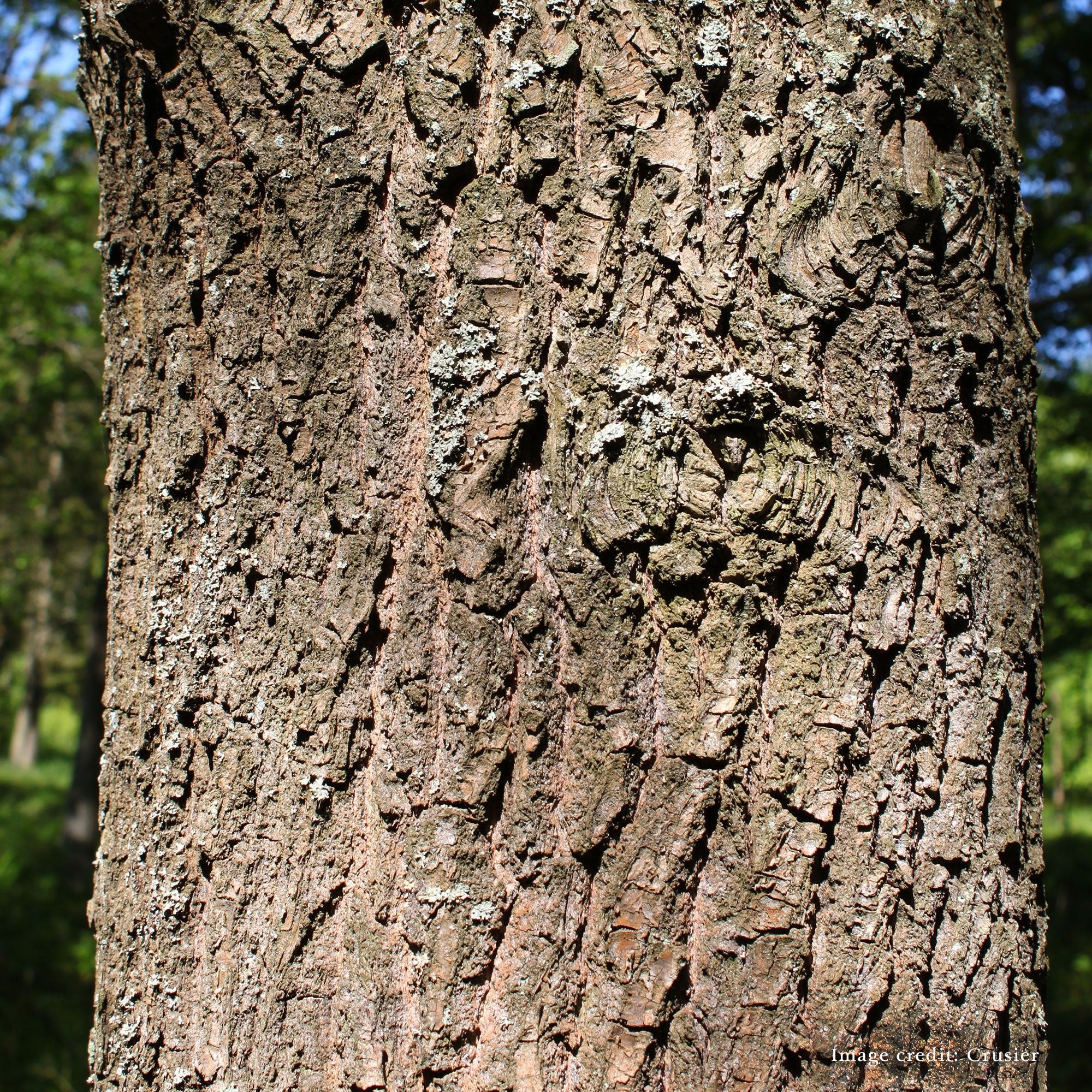 Bare Root Scarlet Oak (Quercus coccinea) - Image 4