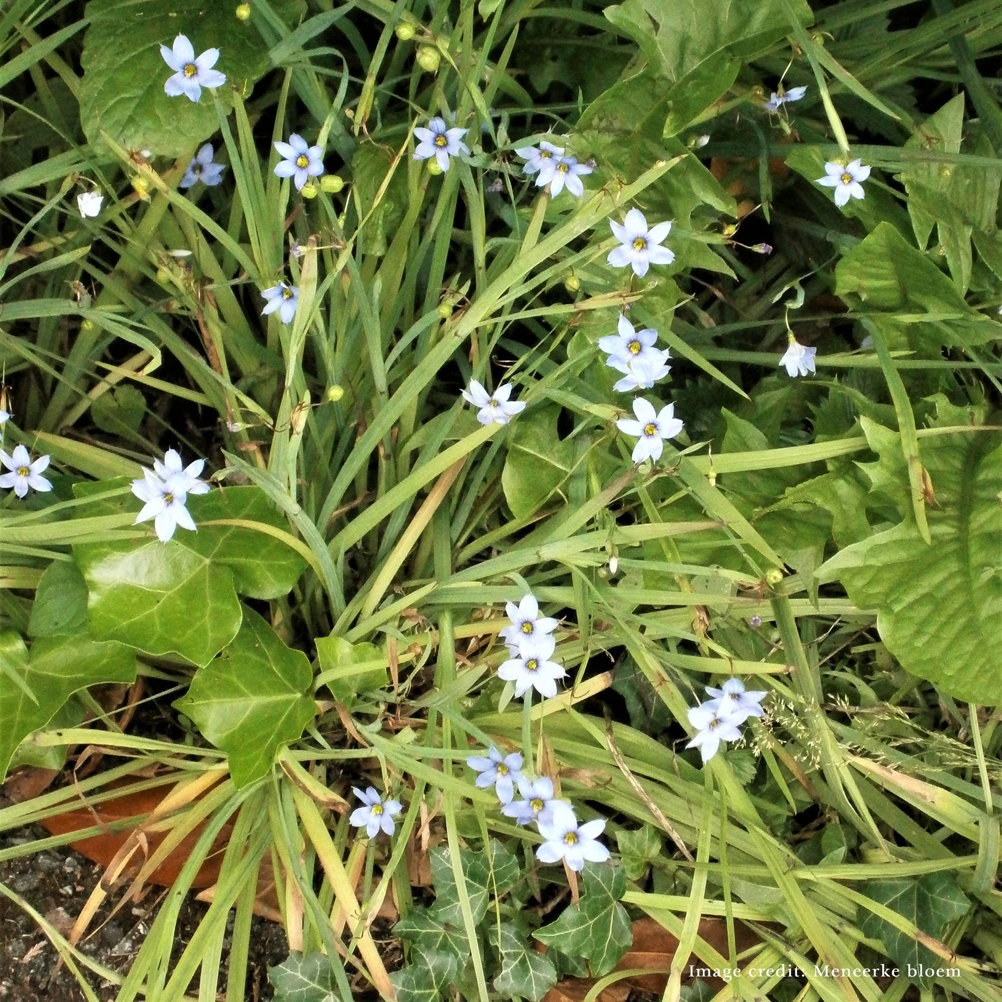 Bare Root Blue Eyed Grass (Sisyrinchium angustifolia) - Image 2