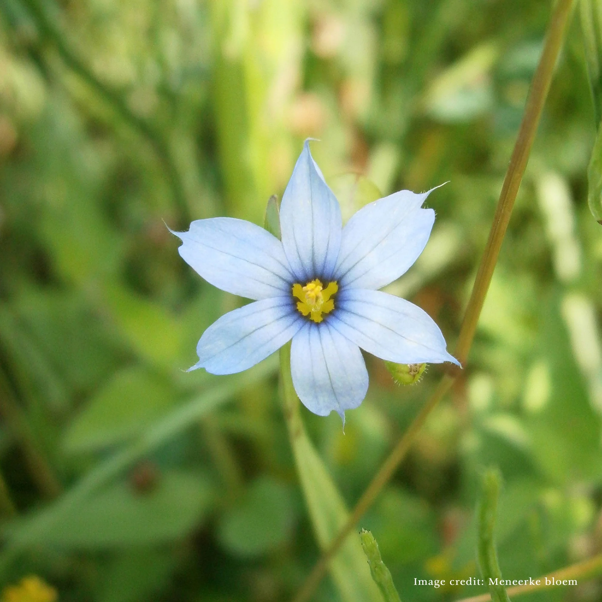 Bare Root Blue Eyed Grass (Sisyrinchium angustifolia) - Image 3