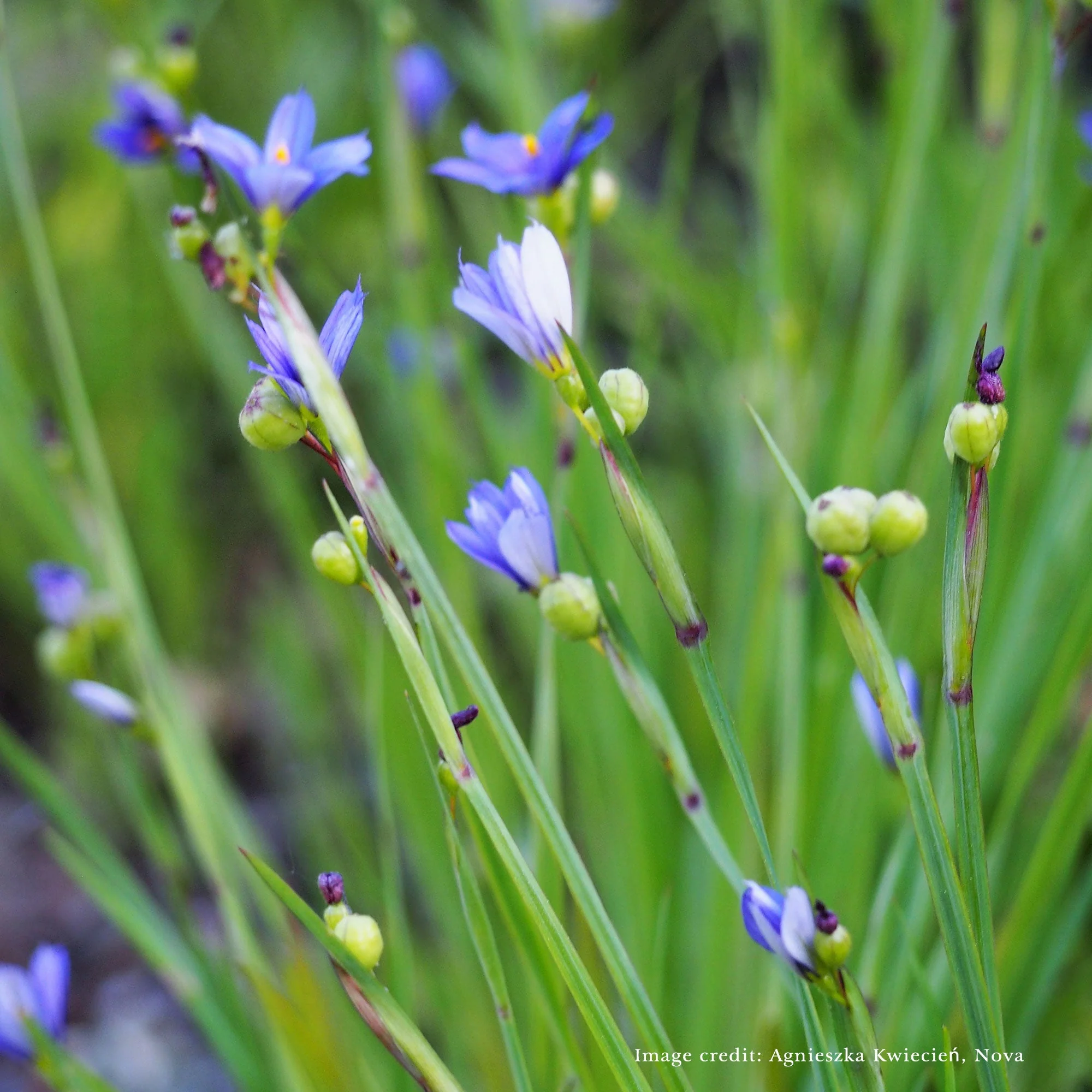 Bare Root Blue Eyed Grass (Sisyrinchium angustifolia) - Image 4