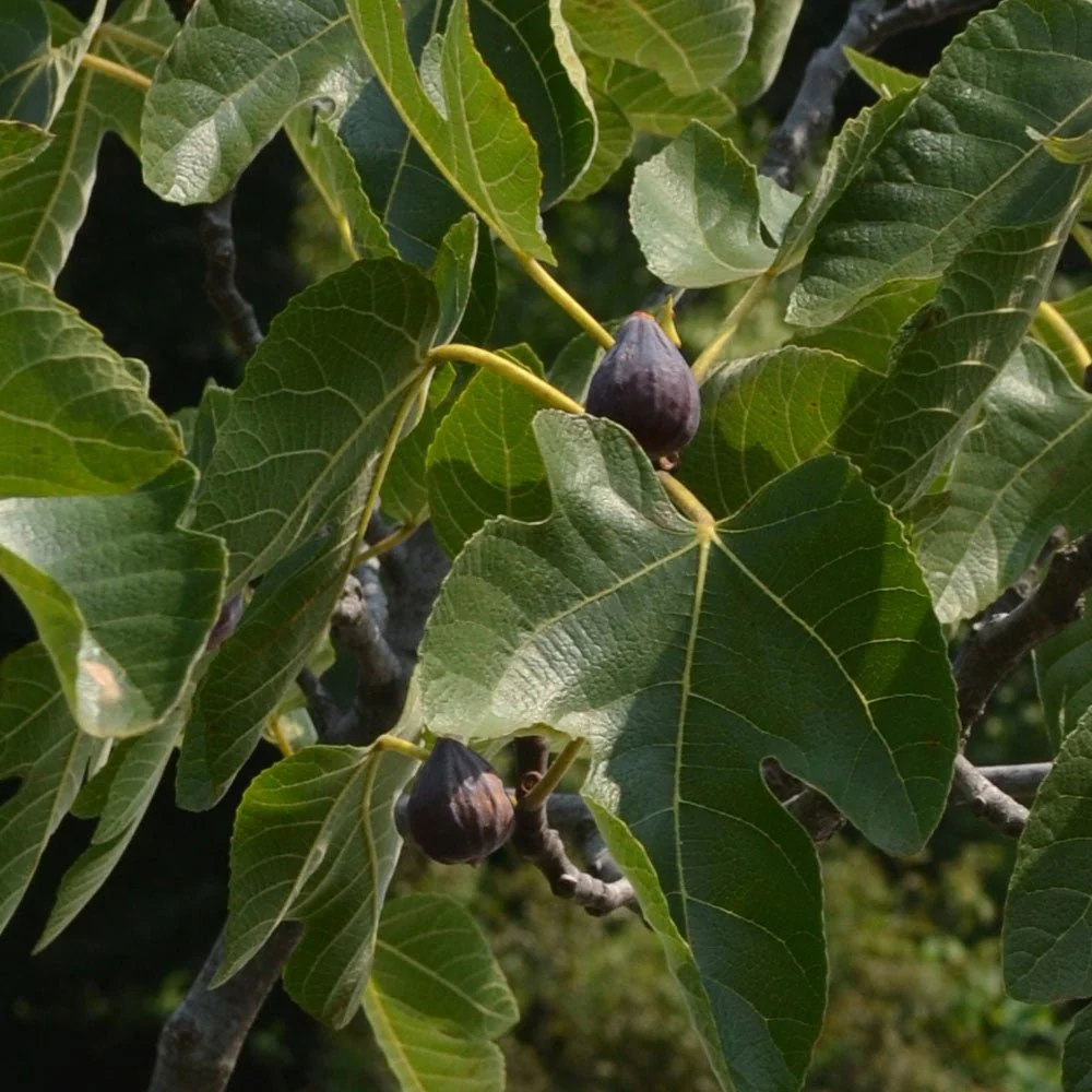 Brown Turkey Fig (Ficus carica cv.) - Image 2