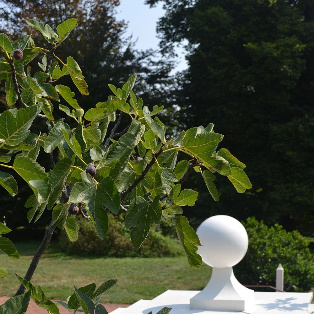 Brown Turkey Fig (Ficus carica cv.) - Image 3