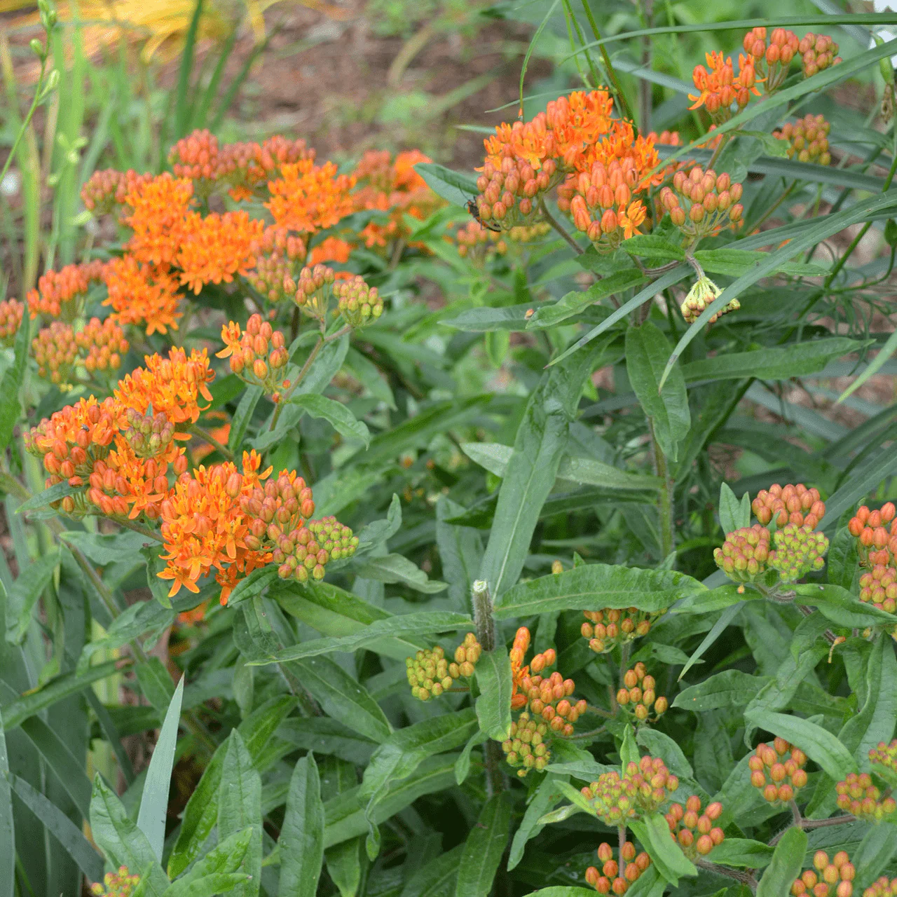 Butterfly Weed Seeds (Asclepias tuberosa) - Image 3