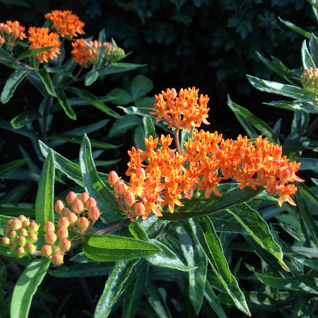 Butterfly Weed Seeds (Asclepias tuberosa) - Image 5