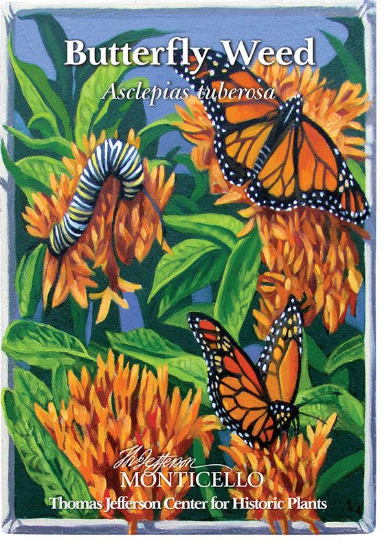 Butterfly Weed Seeds (Asclepias tuberosa) - Image 6