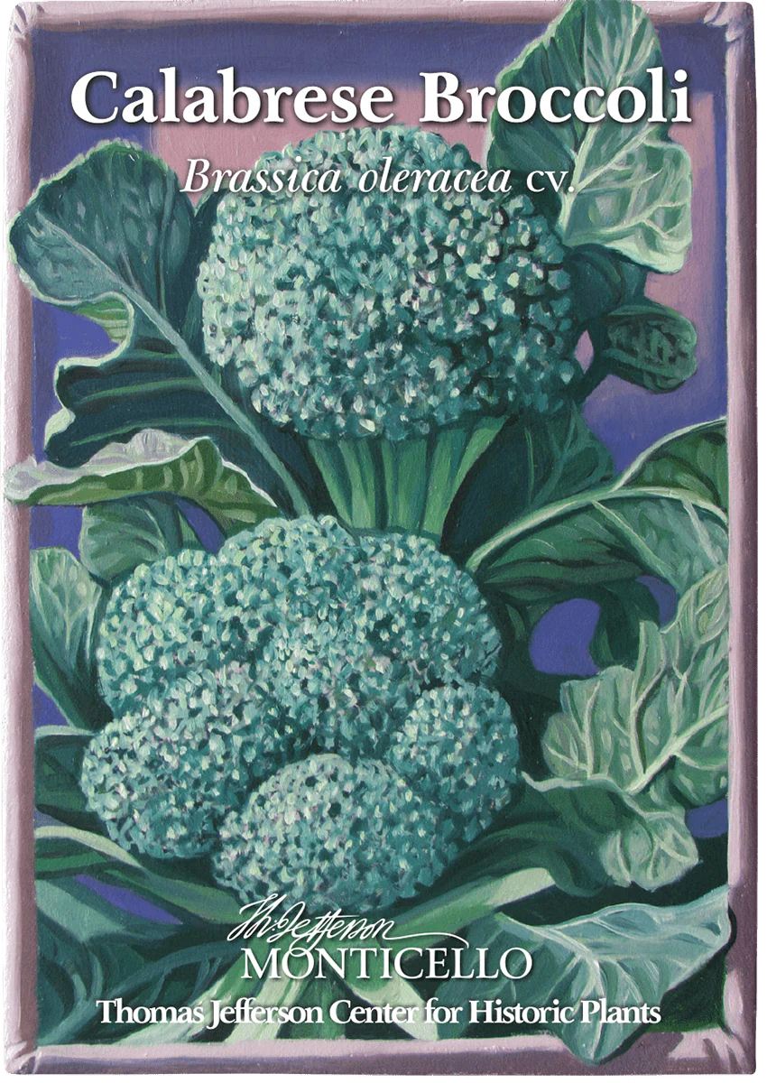 Calabrese Broccoli Seeds (Brassica oleracea cv.) - Image 2