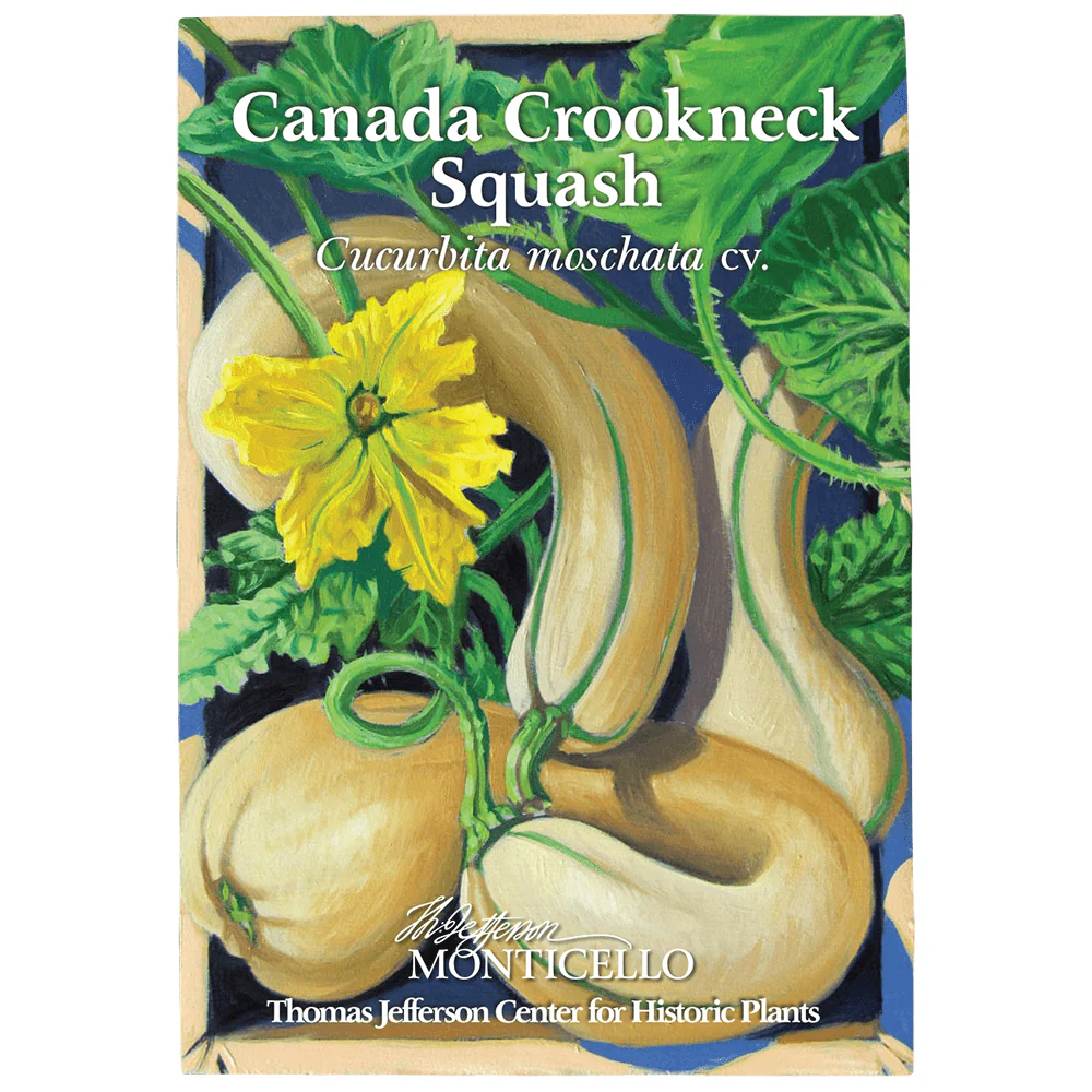Canada Crookneck Squash Seeds (Cucurbita moschata cv.) - Image 2
