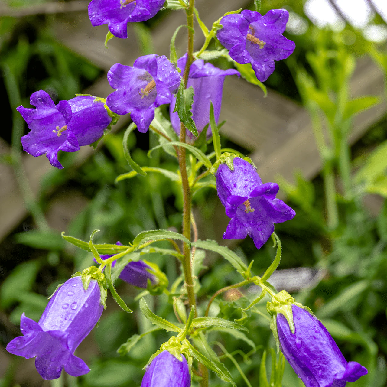 Canterbury Bells (Campanula medium) - Image 3