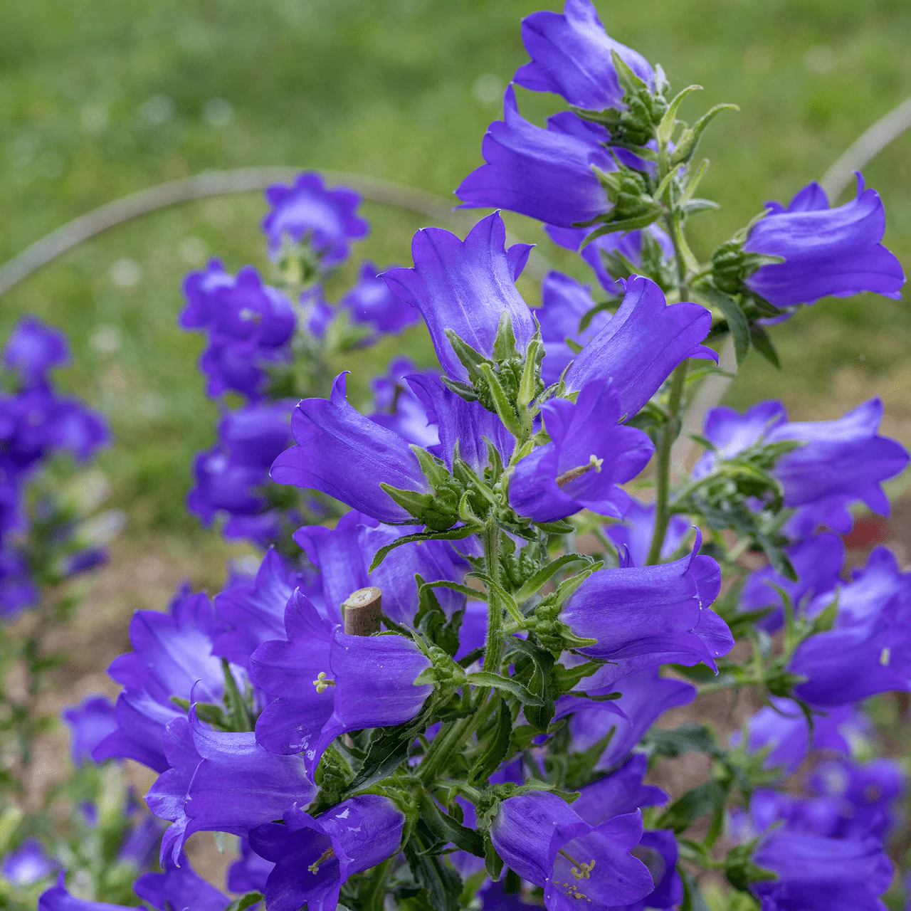 Canterbury Bells Seeds (Campanula medium)