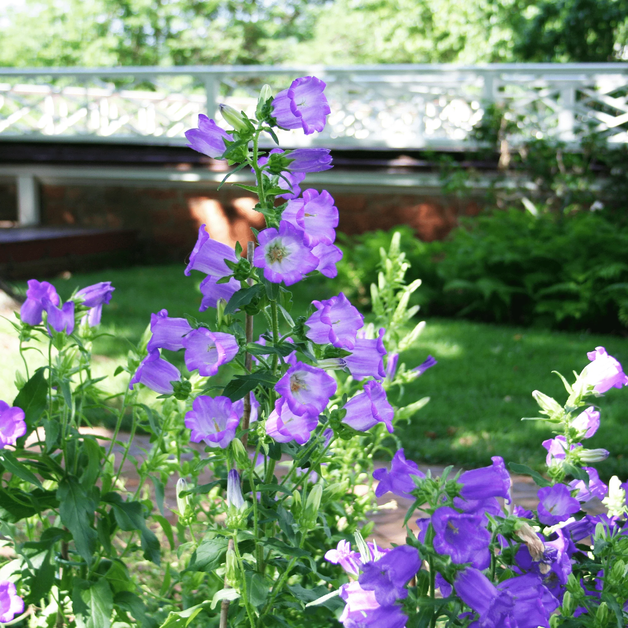 Canterbury Bells Seeds (Campanula medium) - Image 2