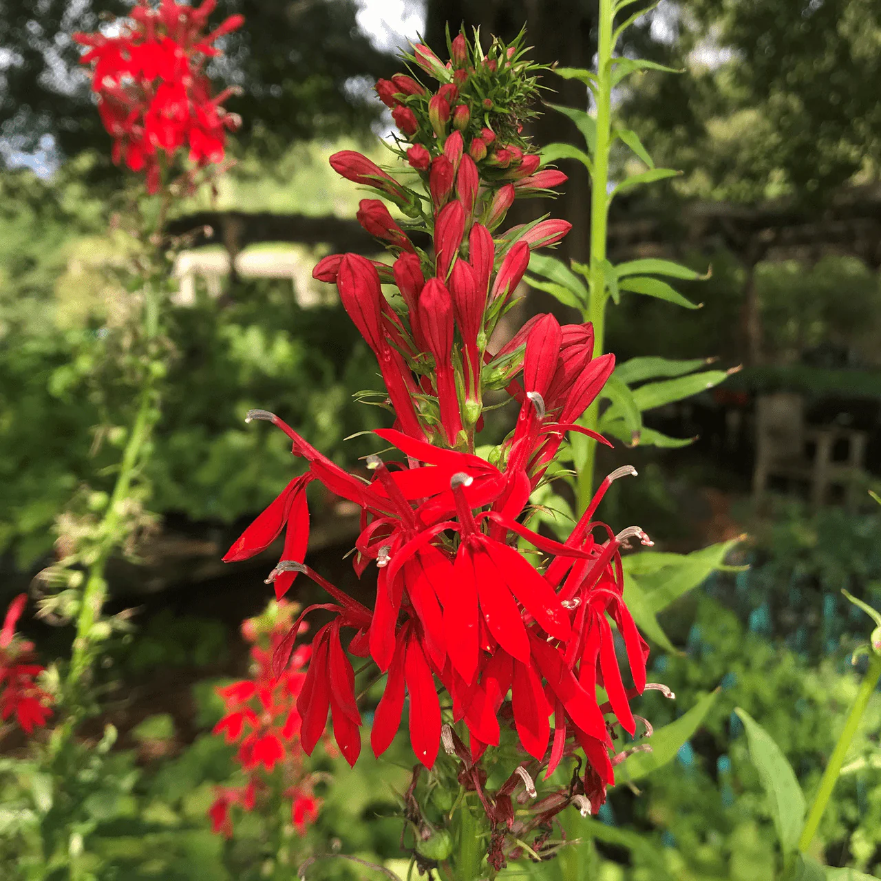 Cardinal Flower (Lobelia cardinalis) - Image 2