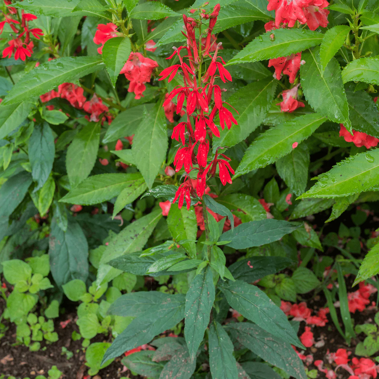 Cardinal Flower (Lobelia cardinalis) - Image 3