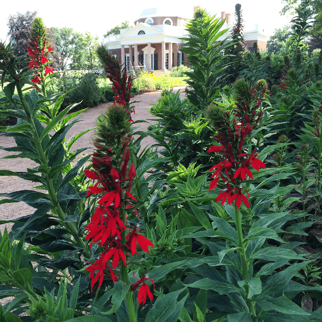 Cardinal Flower (Lobelia cardinalis) - Image 4