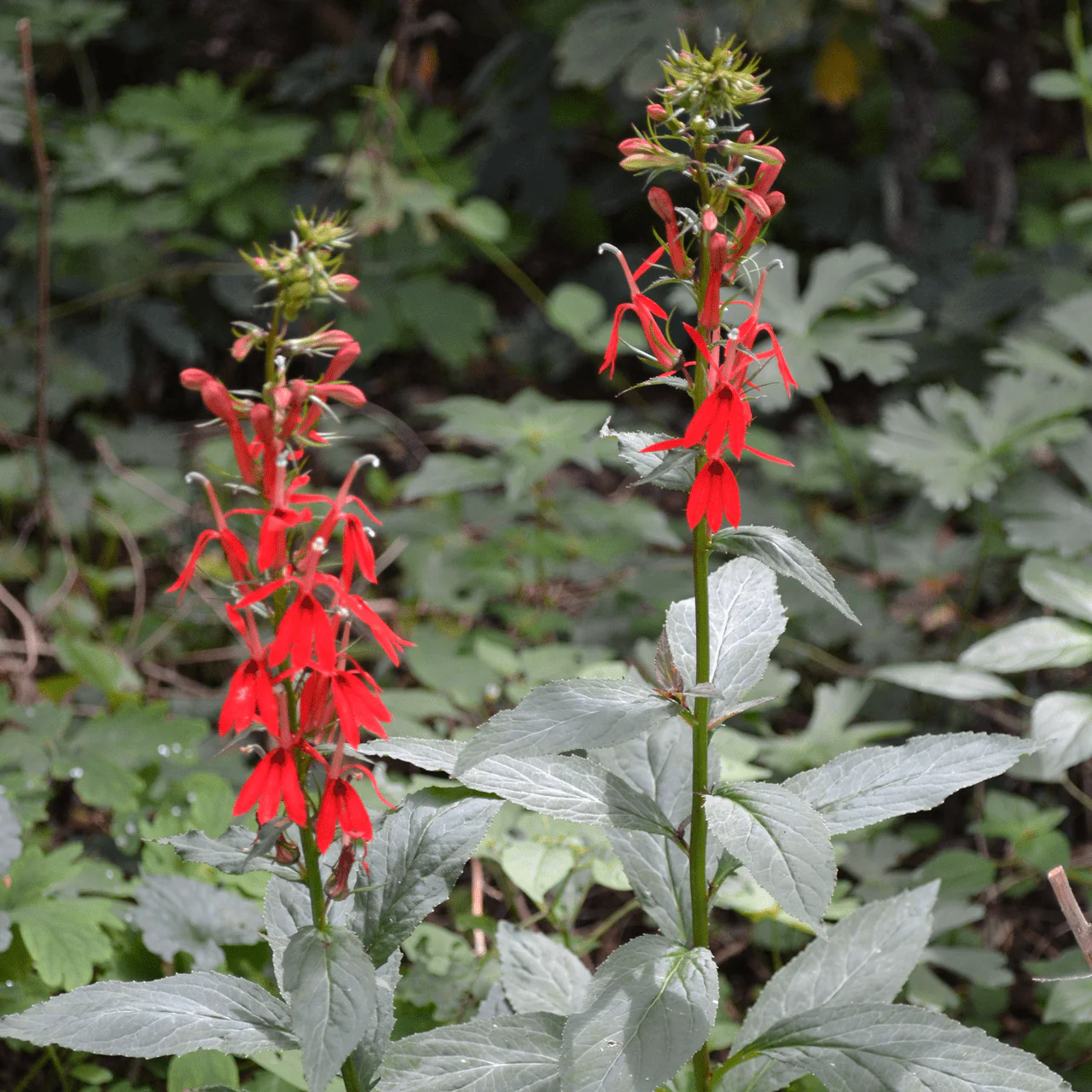 Cardinal Flower (Lobelia cardinalis) - Image 5