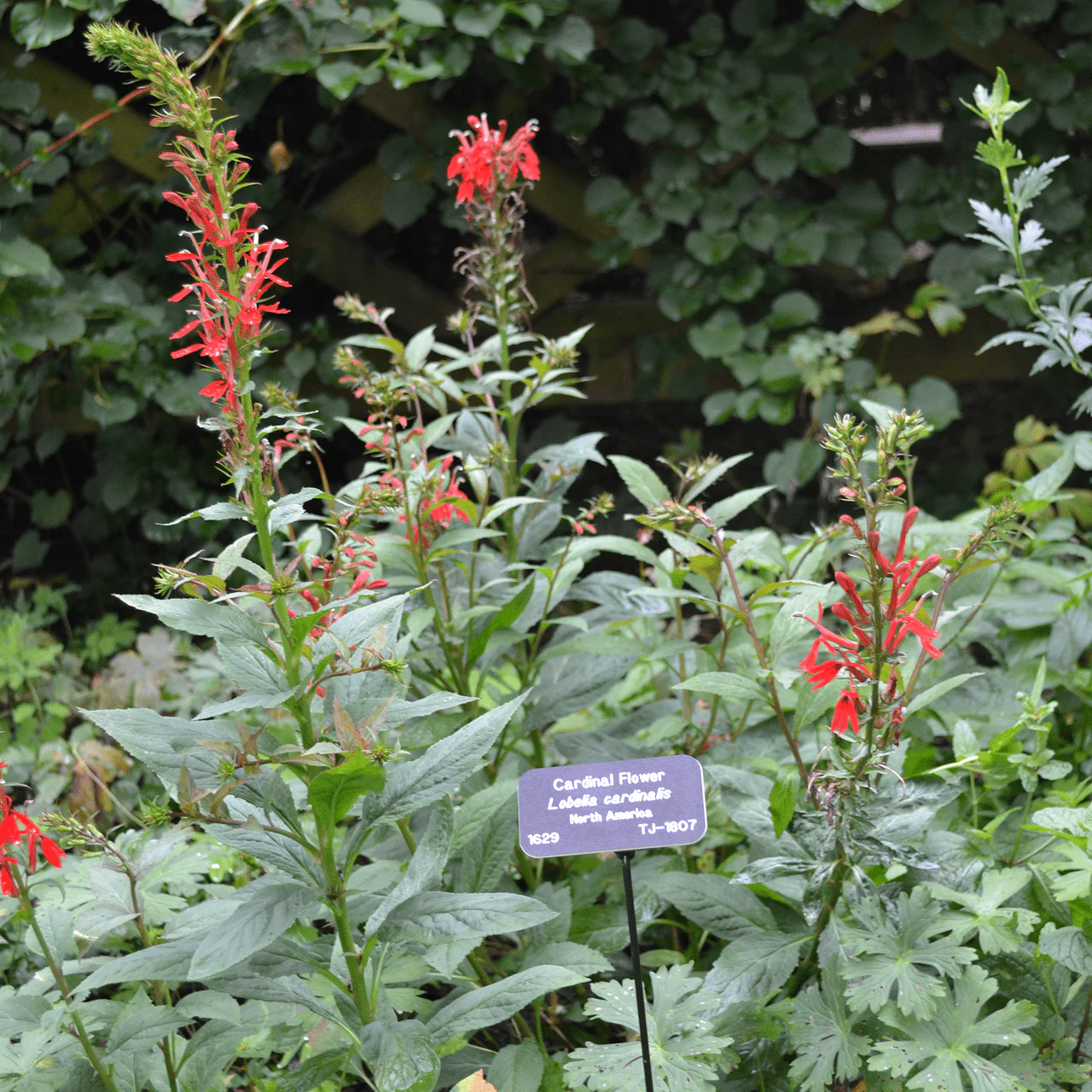 Cardinal Flower (Lobelia cardinalis) - Image 6