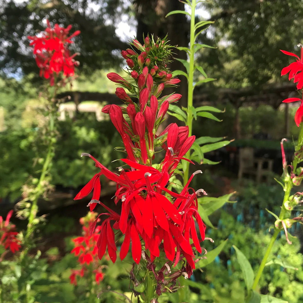 Cardinal Flower Seeds (Lobelia cardinalis) - Image 3