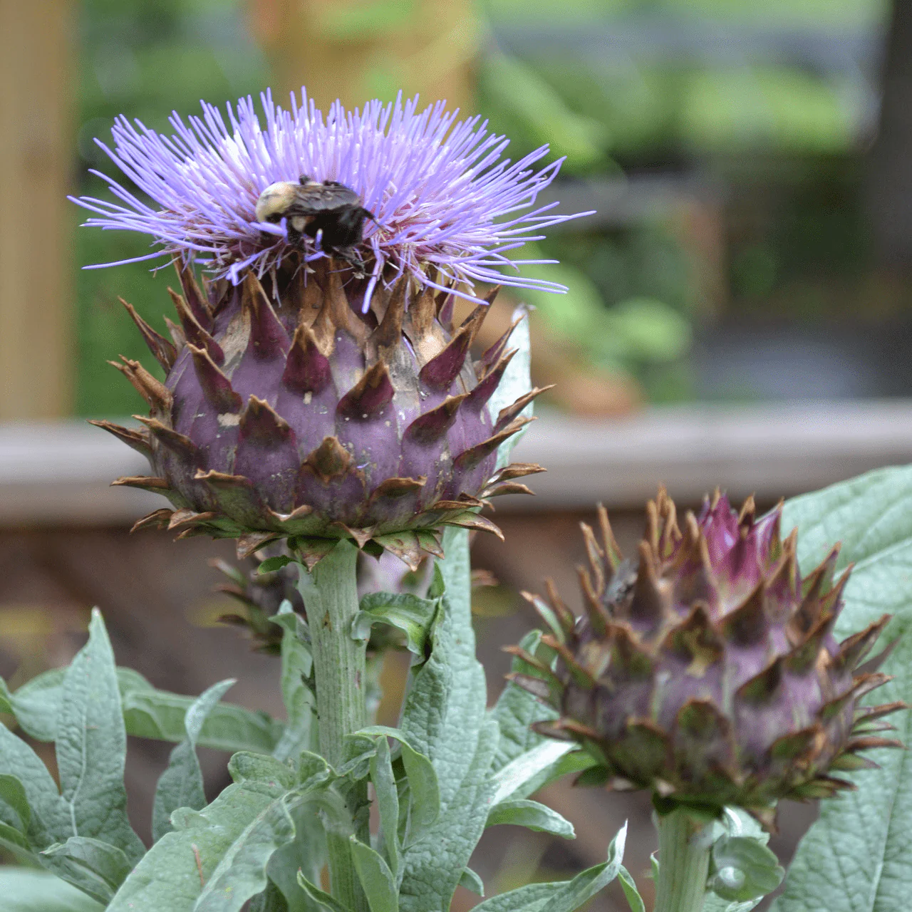 Cardoon (Cynara cardunculus) - Image 2