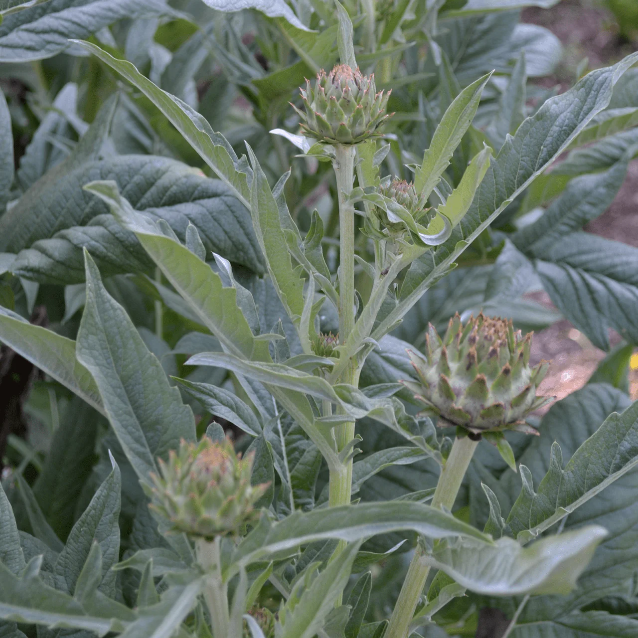 Cardoon (Cynara cardunculus) - Image 3