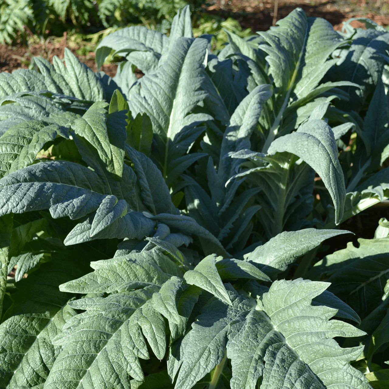 Cardoon (Cynara cardunculus) - Image 4