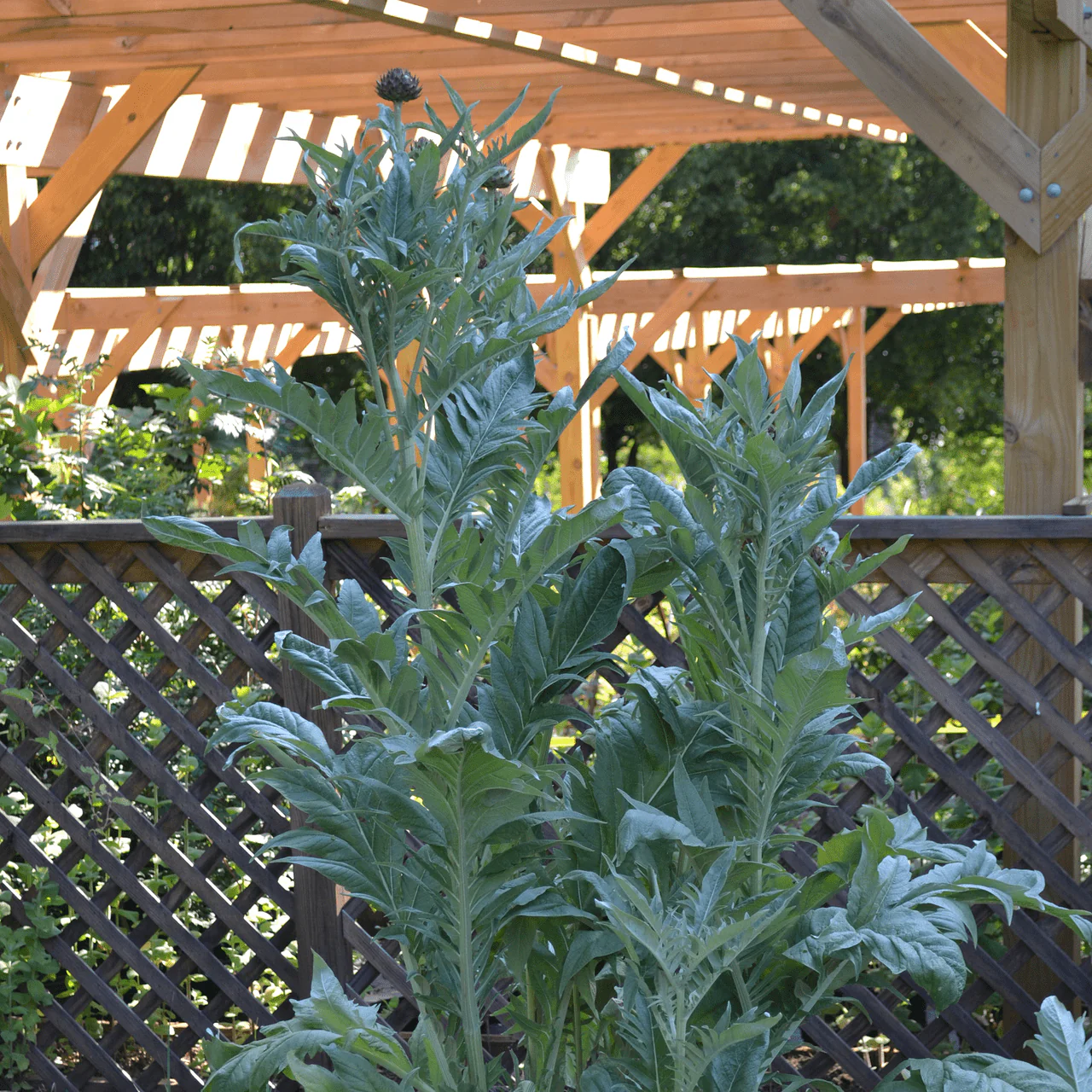 Cardoon (Cynara cardunculus) - Image 5