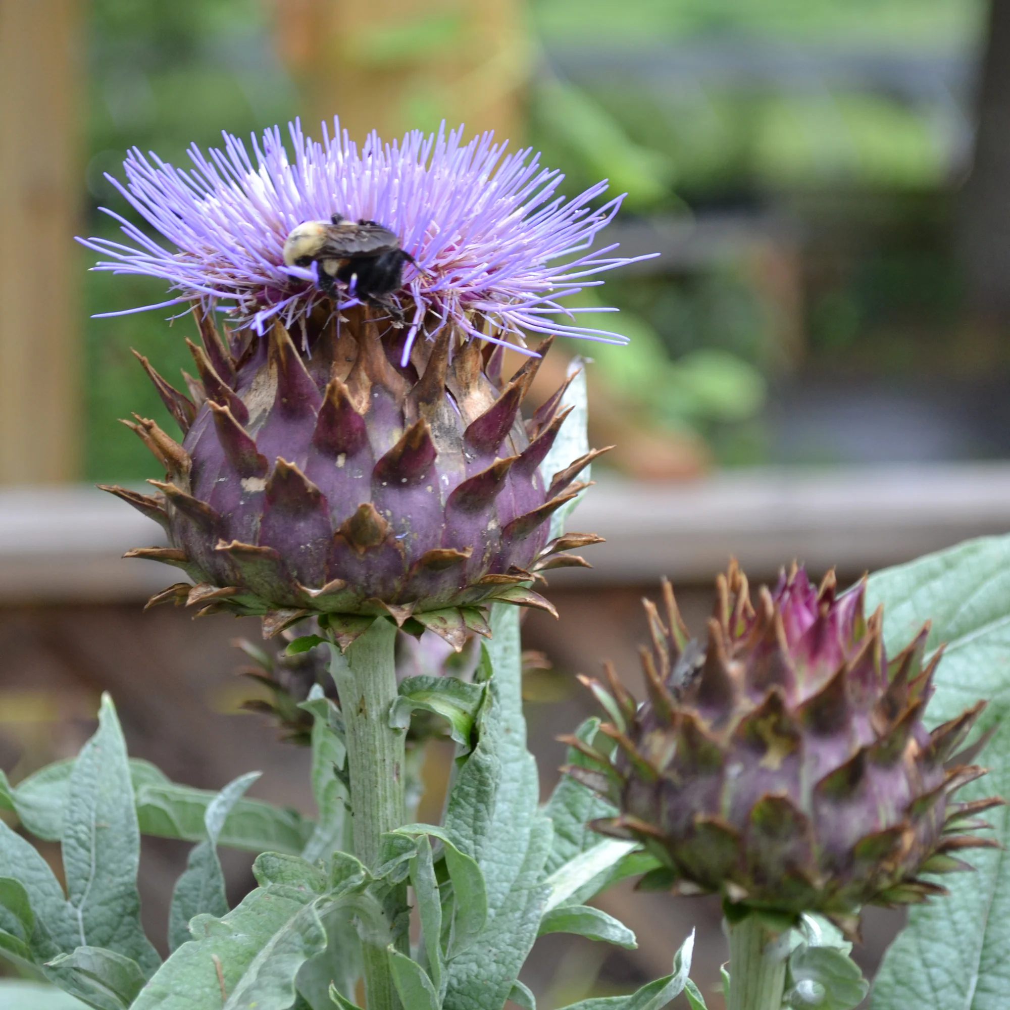 Cardoon Seeds (Cynara cardunculus) - Image 2