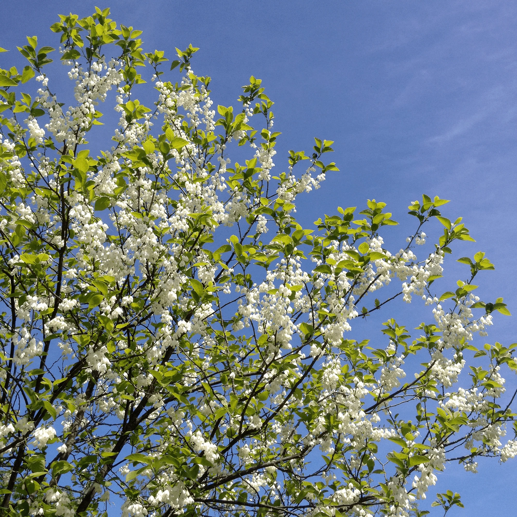 Carolina Silverbell (Halesia tetraptera syn. H. carolina) - Image 3