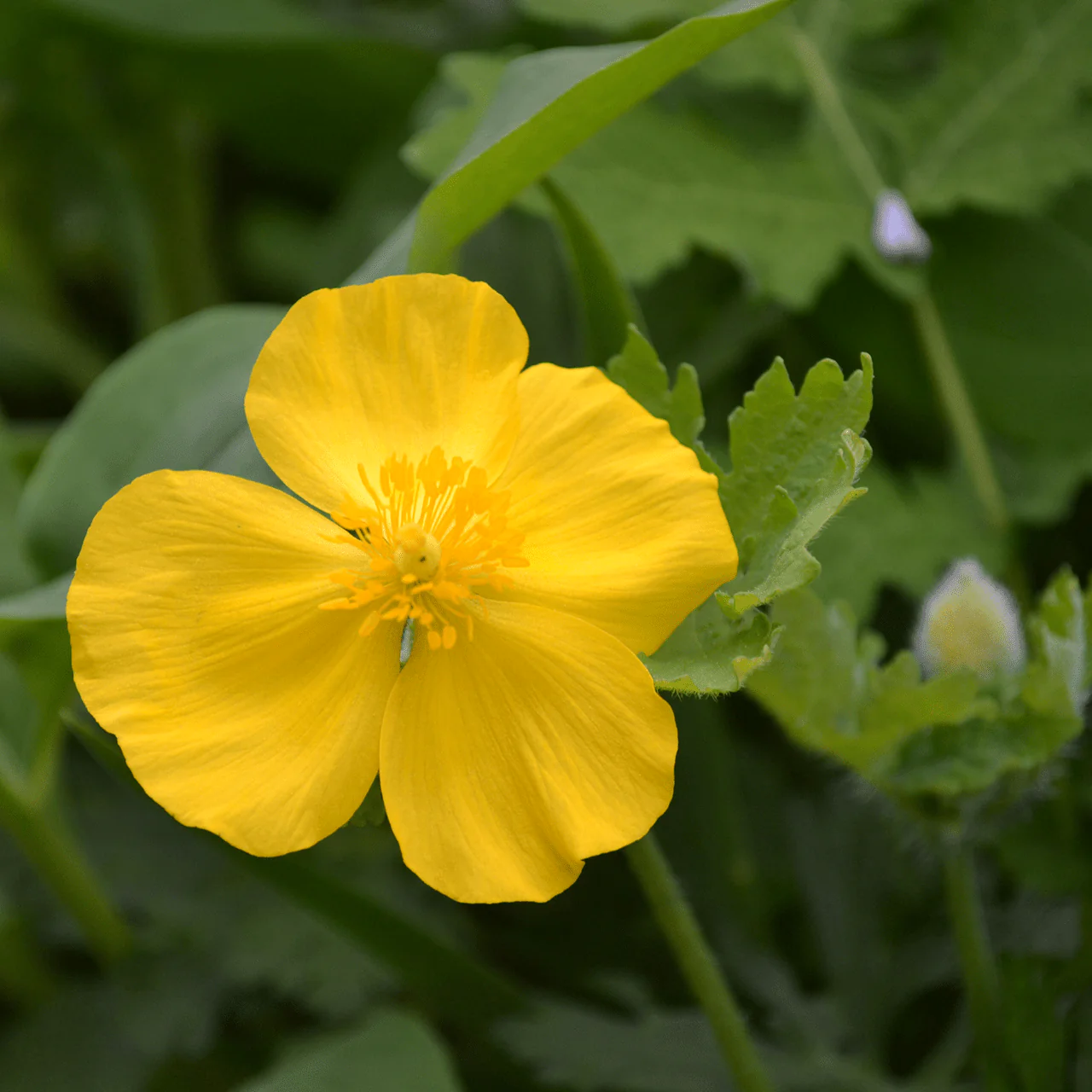 Wood Poppy (Stylophorum diphyllum)