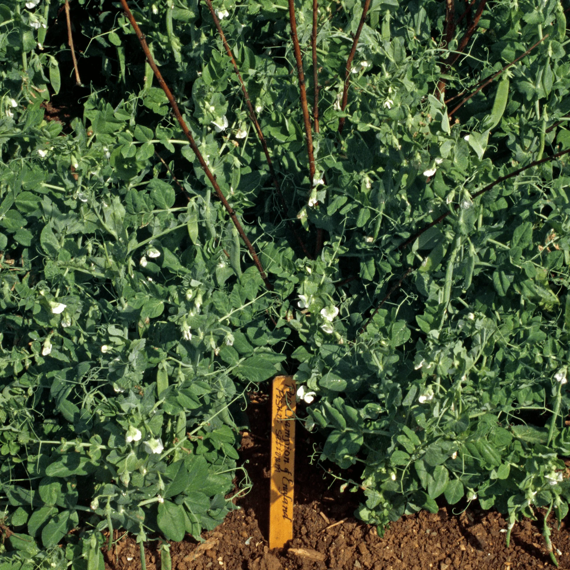 Champion of England Pea Seeds (Pisum sativum cv.)
