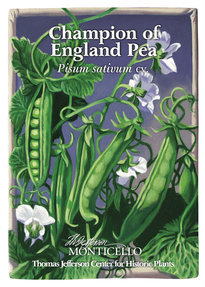 Champion of England Pea Seeds (Pisum sativum cv.) - Image 2