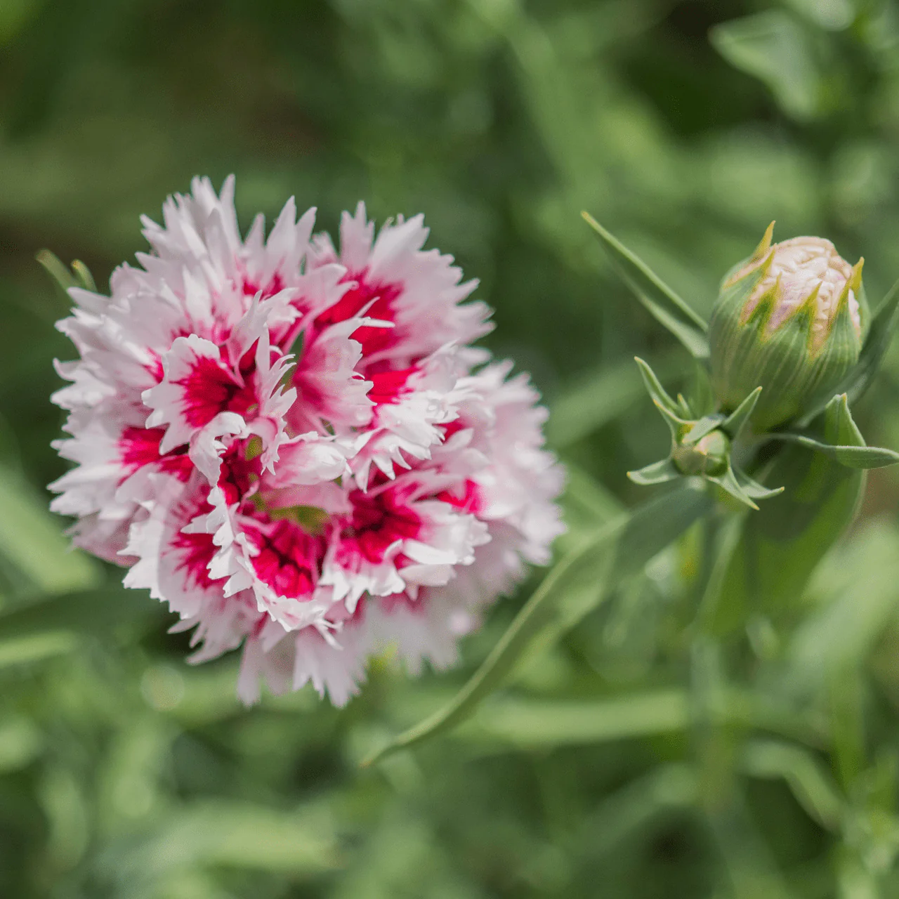China Pink Seeds (Dianthus chinensis)