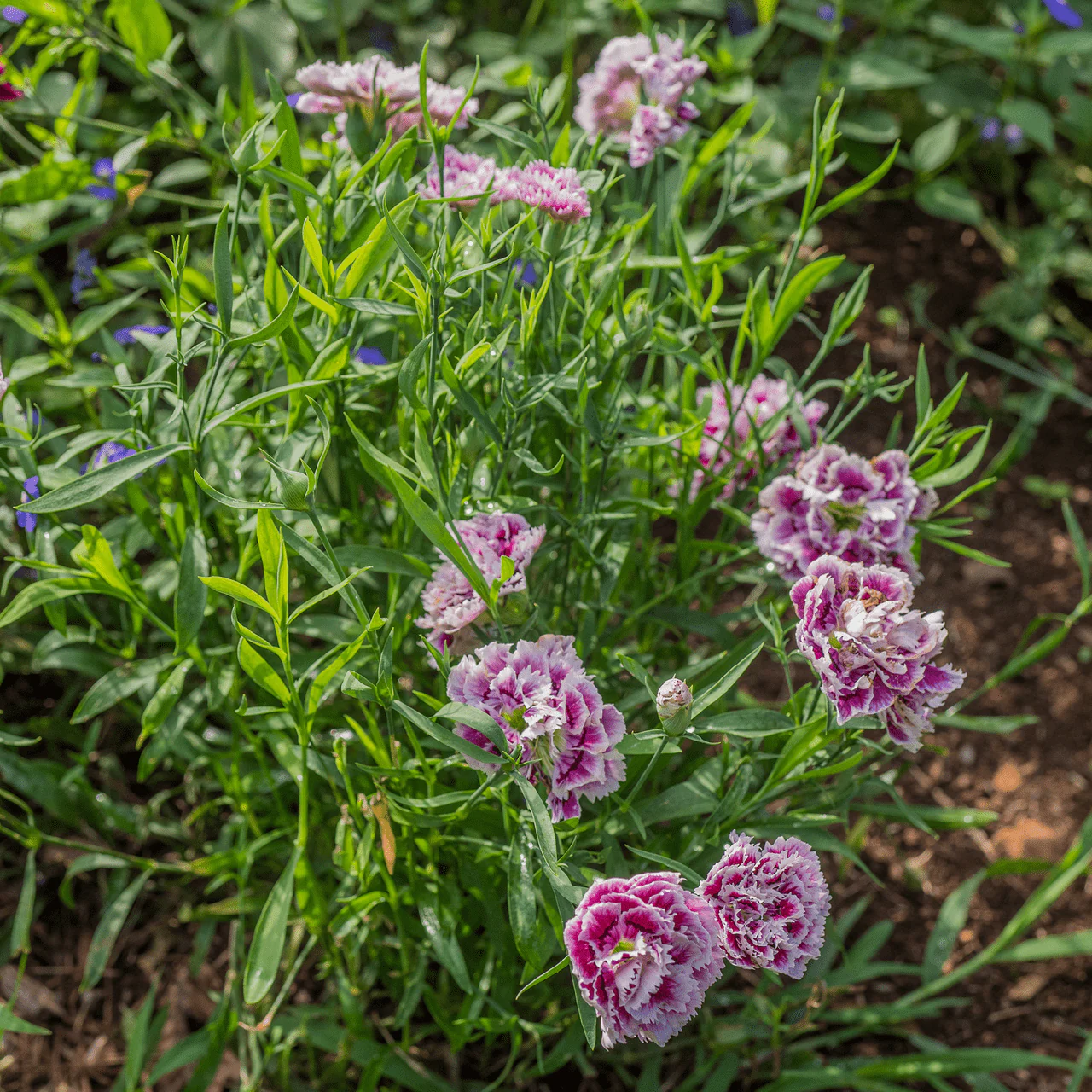 China Pink Seeds (Dianthus chinensis) - Image 2